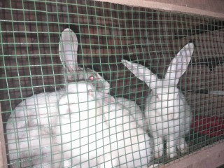 LAPINS