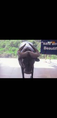 SCULPTURE DE BUFFLE