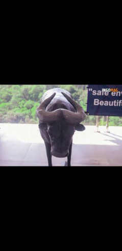 SCULPTURE DE BUFFLE